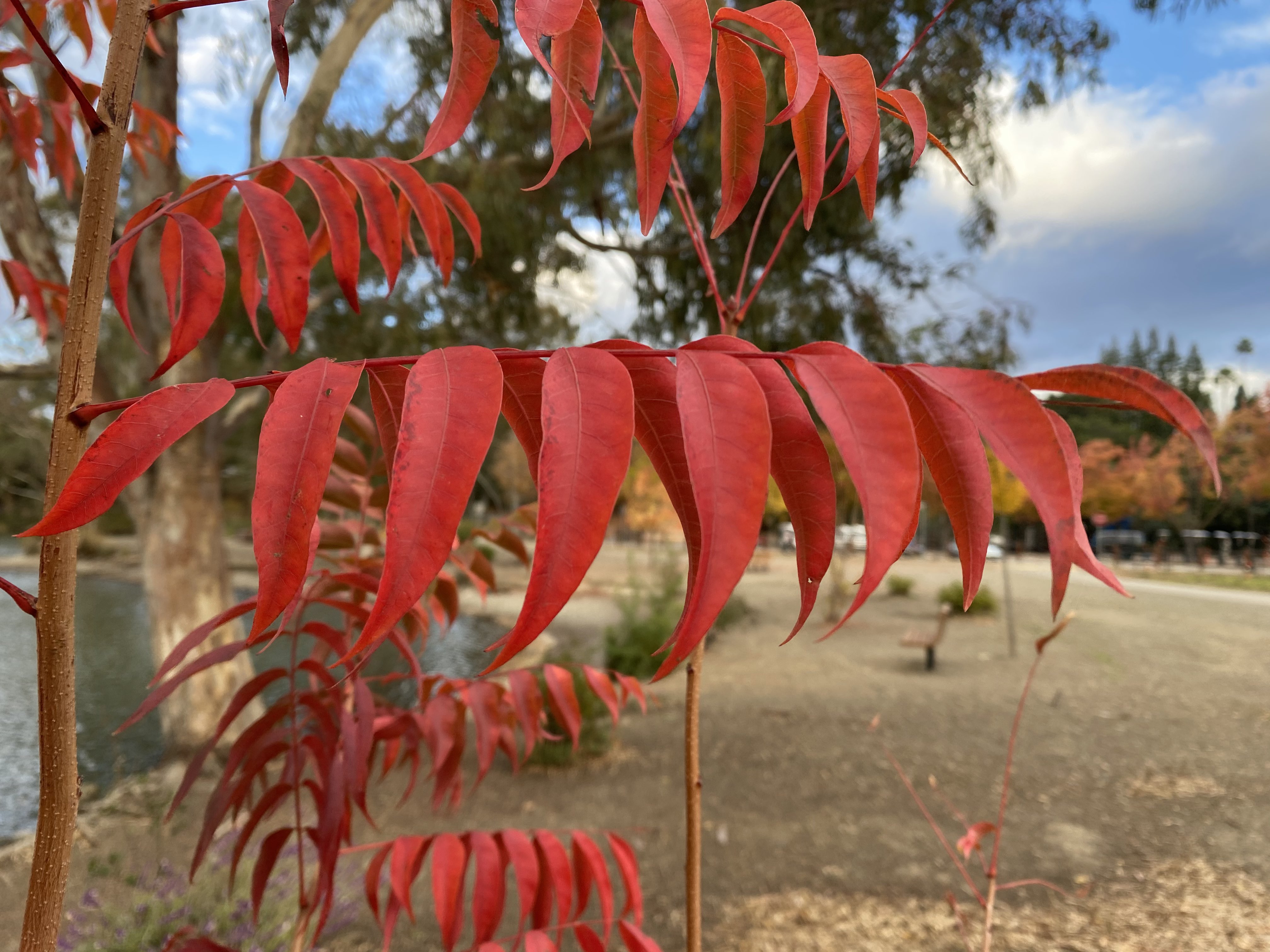 Firey Red Branch.jpeg